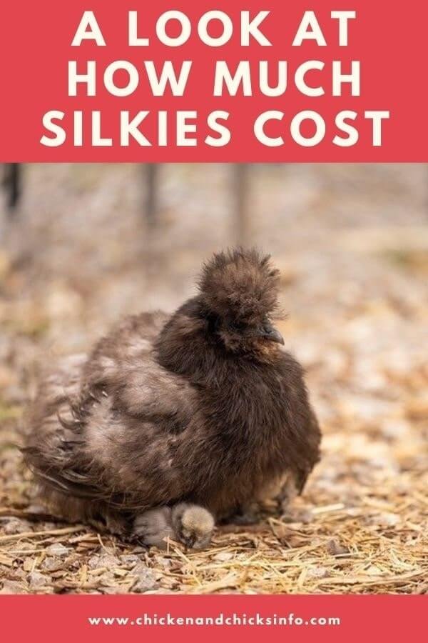 How Much Do Silkie Chickens Cost