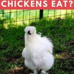 What Do Silkie Chickens Eat