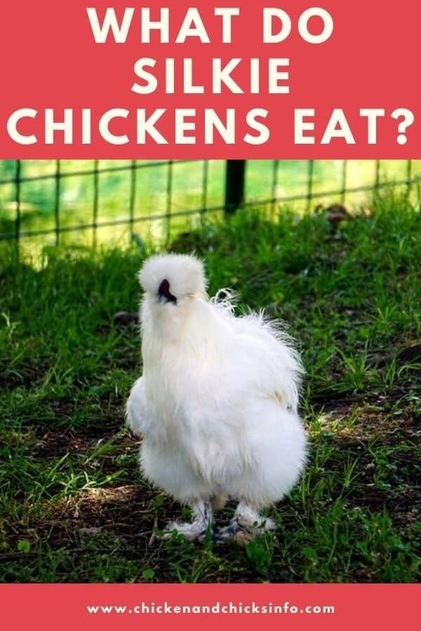 What Do Silkie Chickens Eat