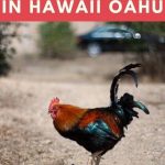 Chickens in Hawaii Oahu