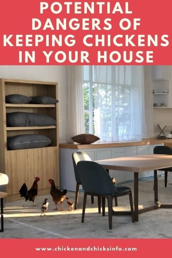 Some of The Dangers of Keeping Chickens in Your House! Chicken