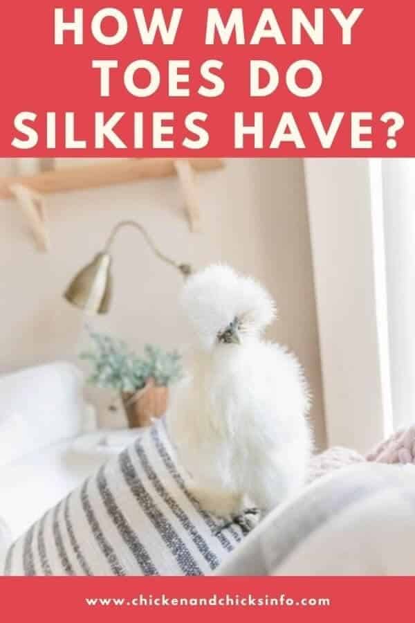 How Many Toes Do Silkies Have