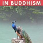 Peacock Symbolism Buddhism