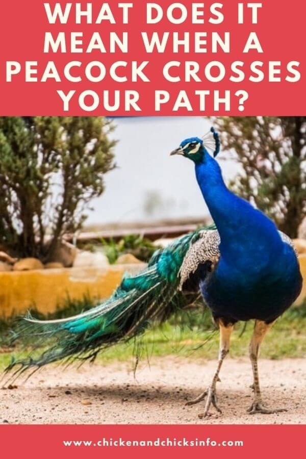 What Does It Mean When a Peacock Crosses Your Path
