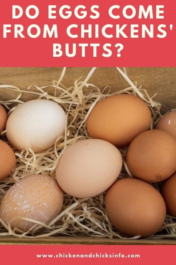 Do Eggs Come From Chickens Bums