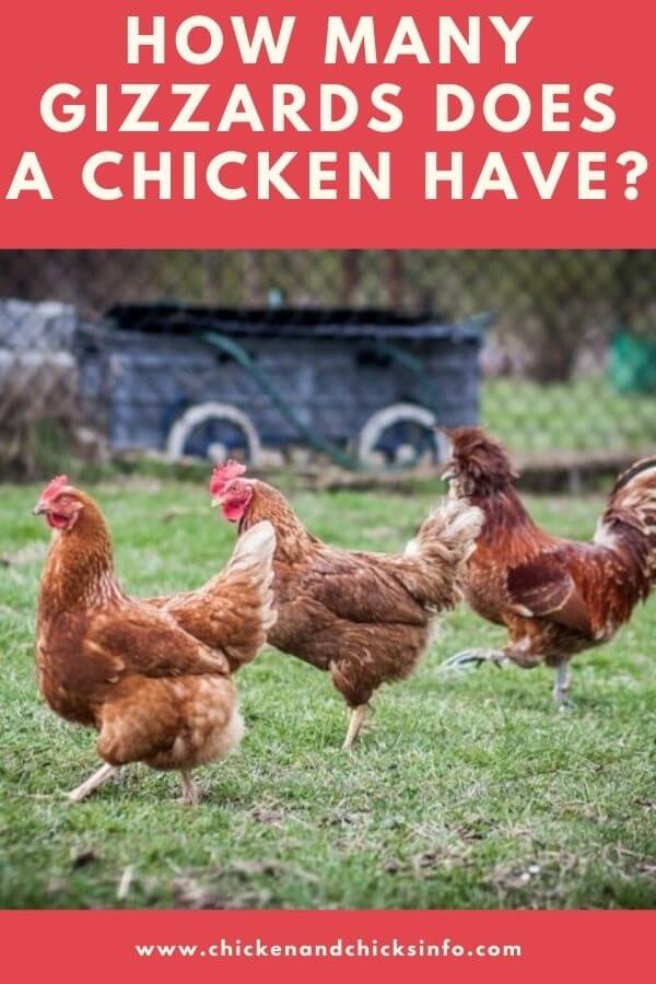 How Many Gizzards Does a Chicken Have