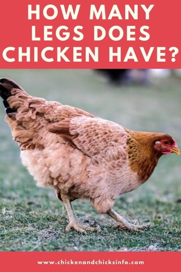 How Many Legs Does a Chicken Have? (Explained!) - Chicken & Chicks Info