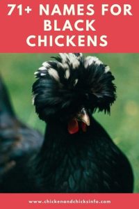 71+ Black Chicken Names to Help You Name Your Chooks! - Chicken ...