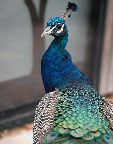Do Only Male Peacocks Have Feathers