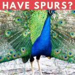 Do Peacocks Have Spurs