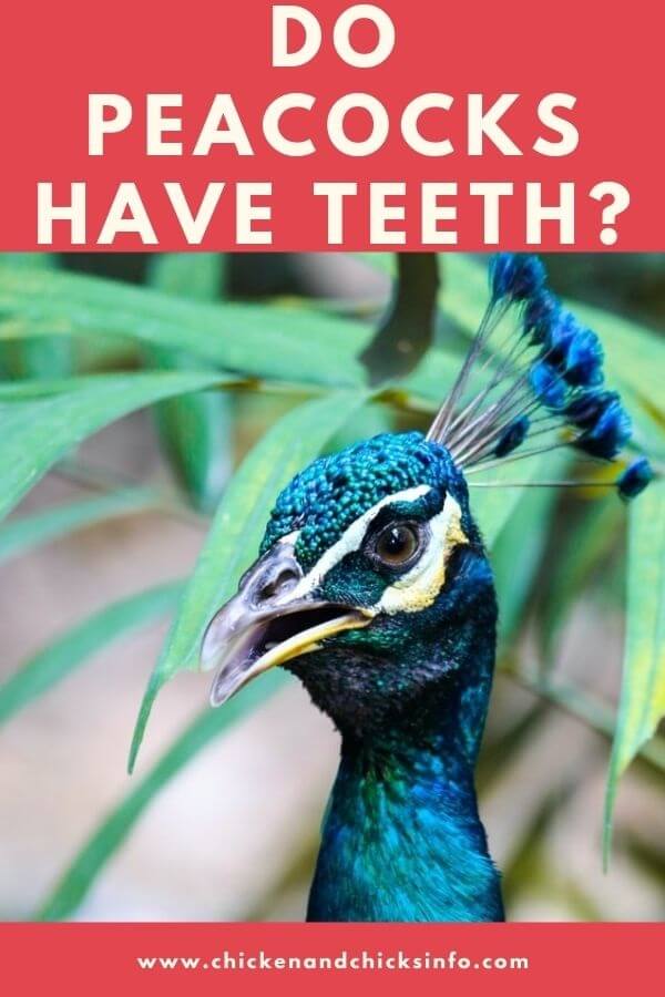 Do Peacocks Have Teeth