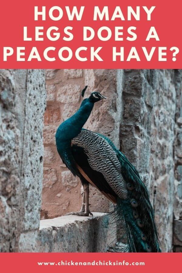 How Many Legs Does a Peacock Have