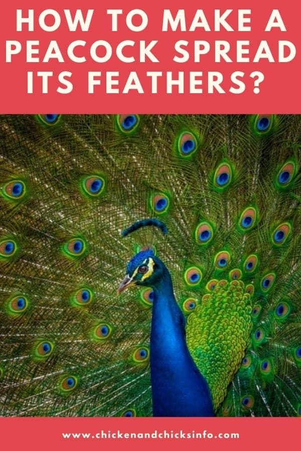 How to Make a Peacock Spread Its Feathers