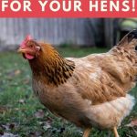 Old Lady Chicken Names