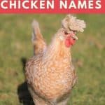 Unique Chicken Names