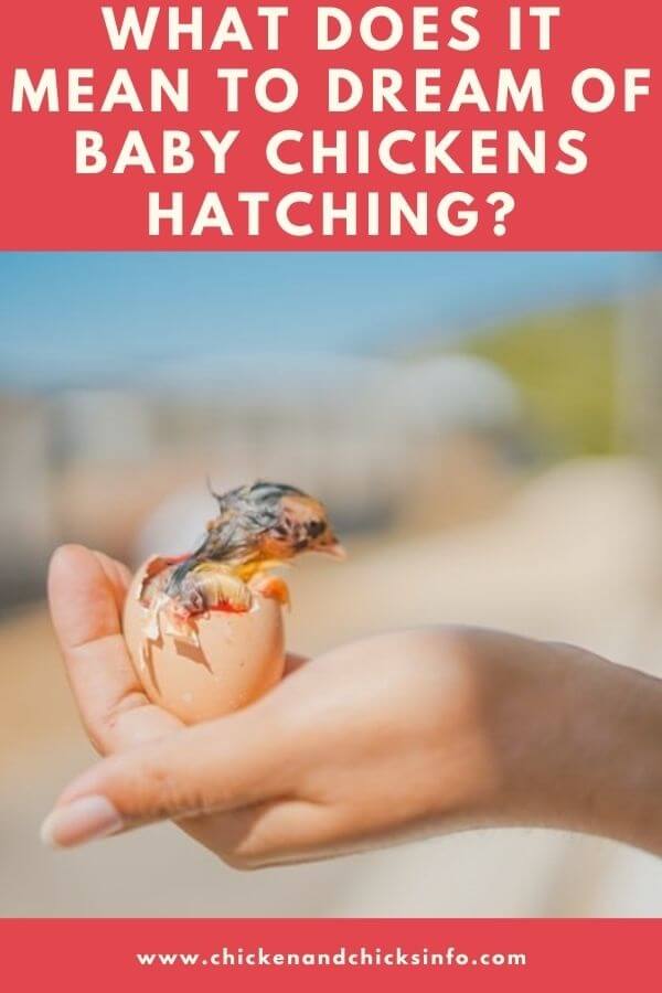 What Does It Mean to Dream of Baby Chickens Hatching