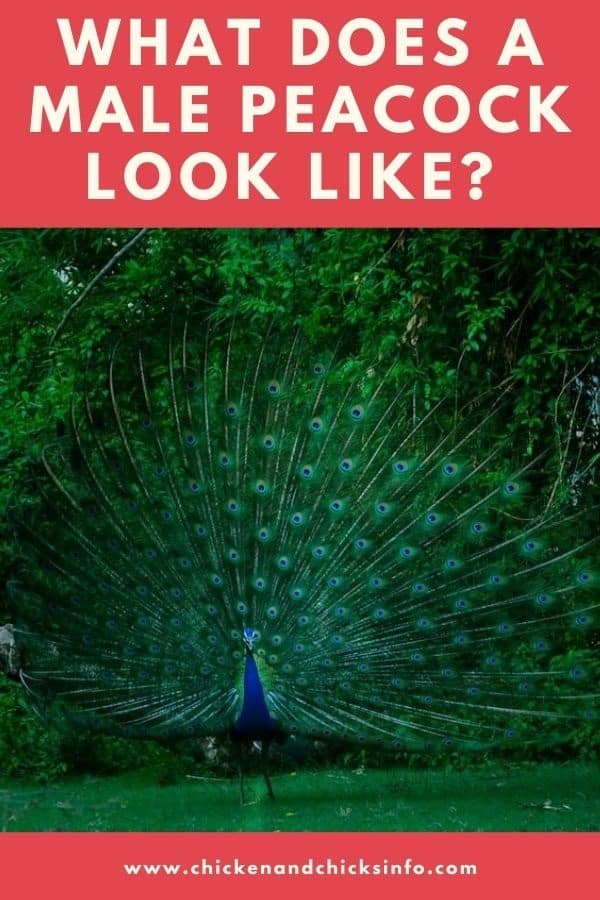 What Does a Male Peacock Look Like