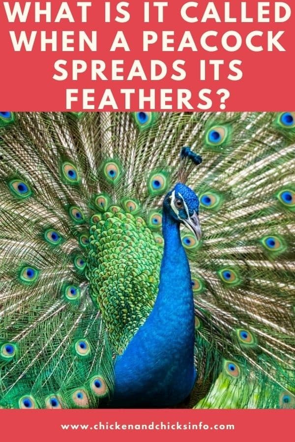 What Is It Called When a Peacock Spreads Its Feathers
