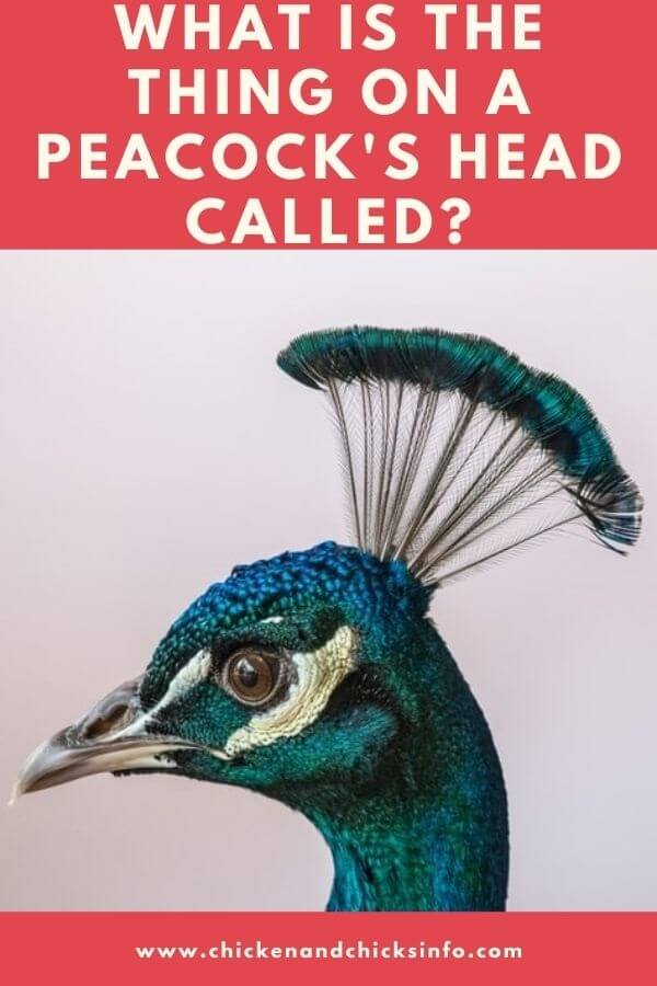 What Is the Thing on a Peacock's Head Called