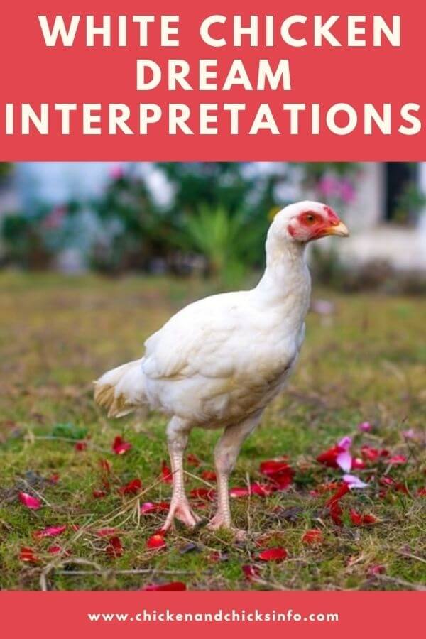 white-chicken-dream-meaning-interpretations-explained-chicken