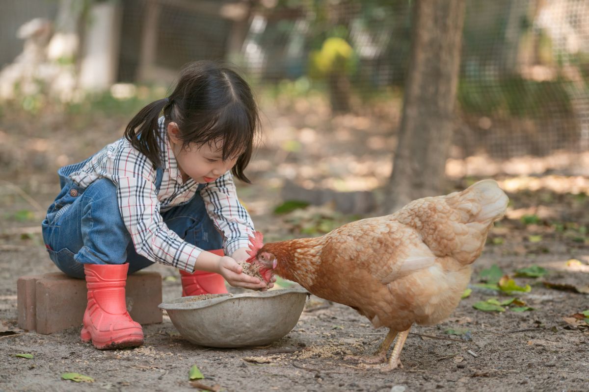 Young Asian girl feeding a brown chicken.
