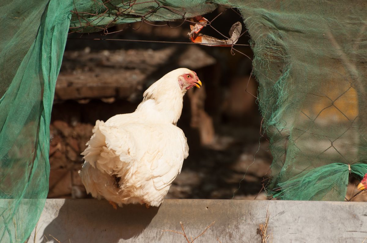 Scarred white chicken sitting on a wooden board.