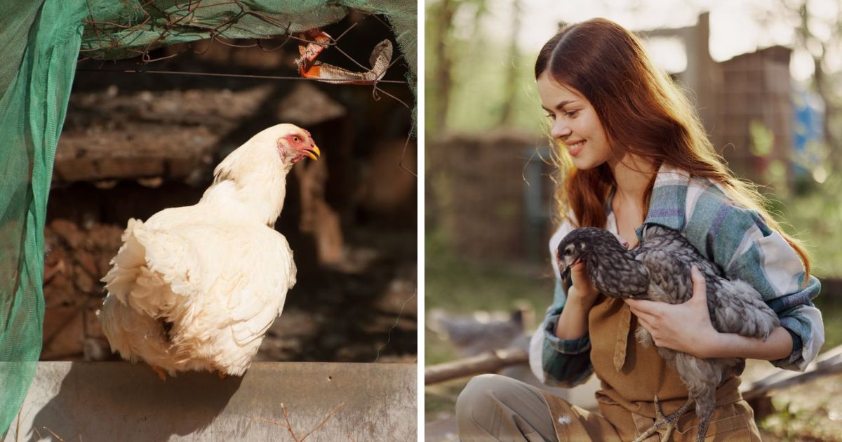Why Are My Chickens Scared of Me? (+ How to Bond With Chickens