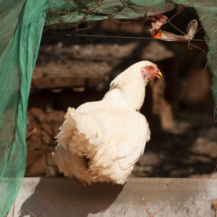 Do Rat Snakes Eat Chicken Eggs? (Yes, Here’s What to Do) Chicken