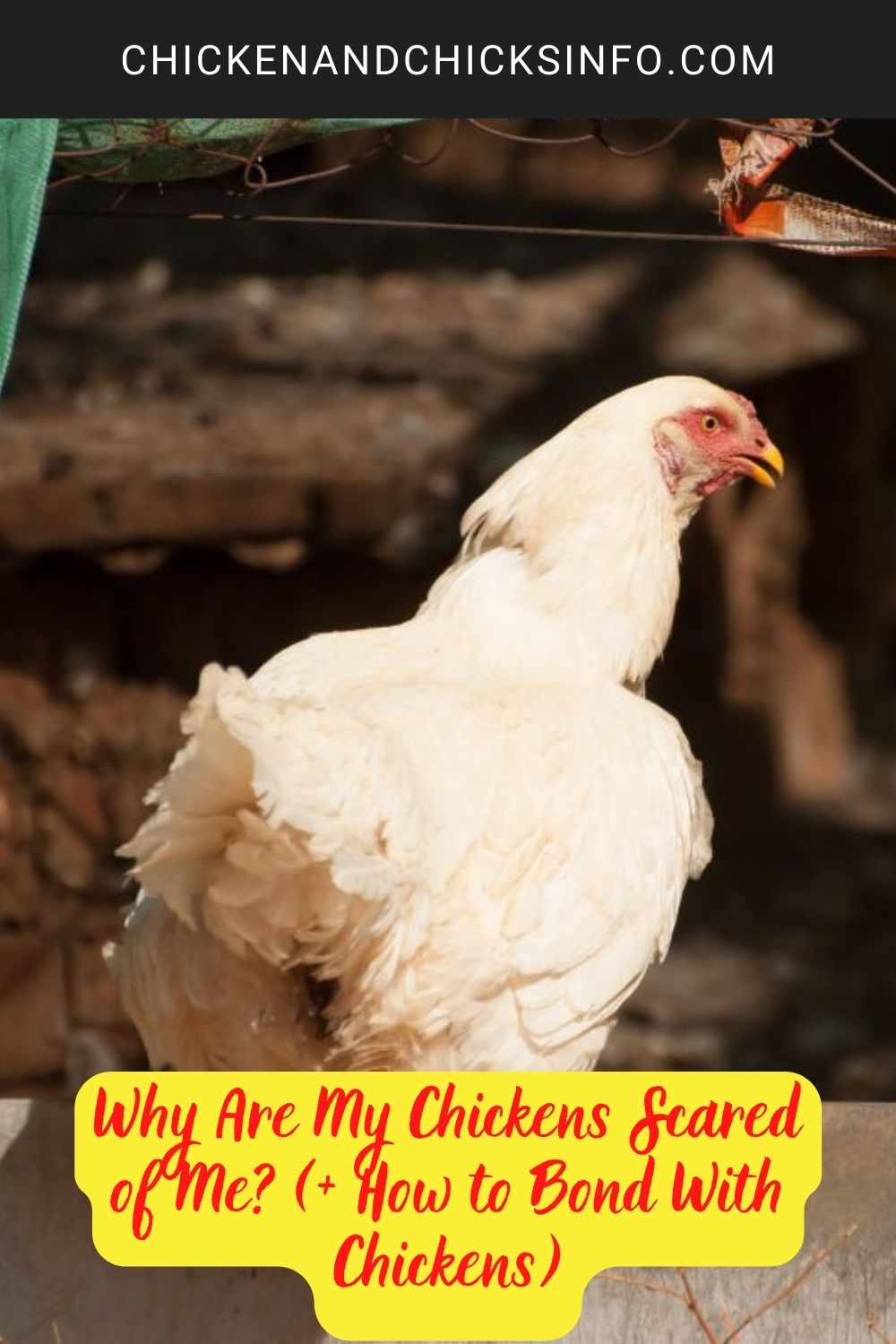 Why Are My Chickens Scared of Me? (+ How to Bond With Chickens) poster.
