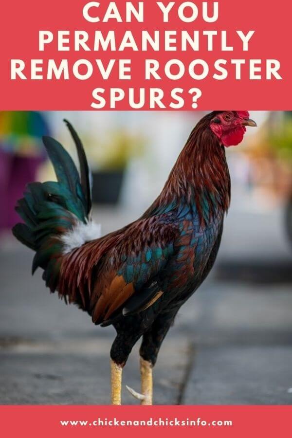 Can You Permanently Remove Rooster Spurs