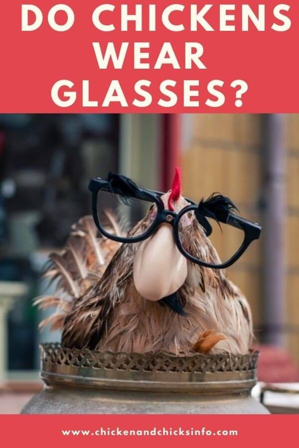 Do Chickens Wear Glasses