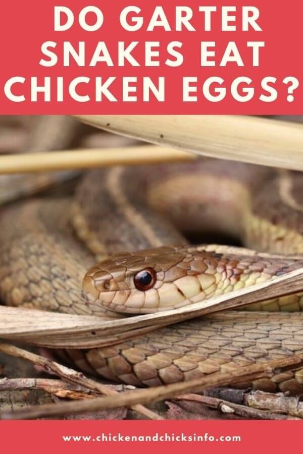 Do Garter Snakes Eat Chicken Eggs