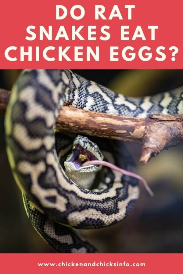 Do Rat Snakes Eat Chicken Eggs