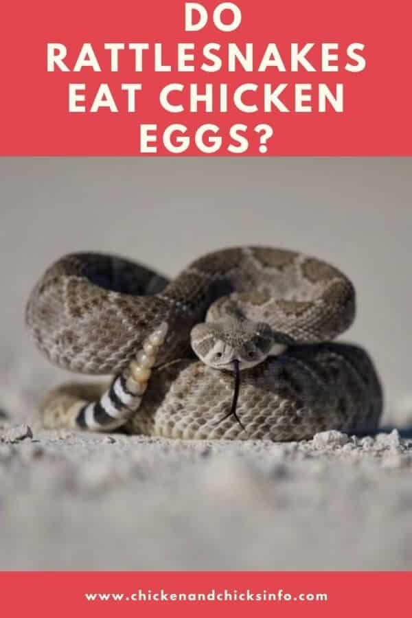 Do Rattlesnakes Eat Chicken Eggs