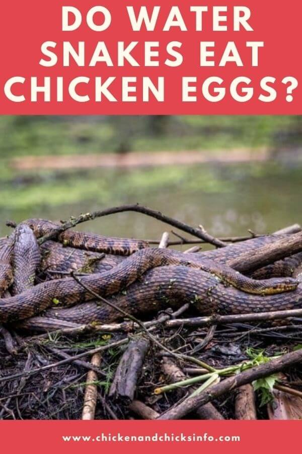 Do Water Snakes Eat Chicken Eggs