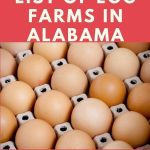 Egg Farms in Alabama