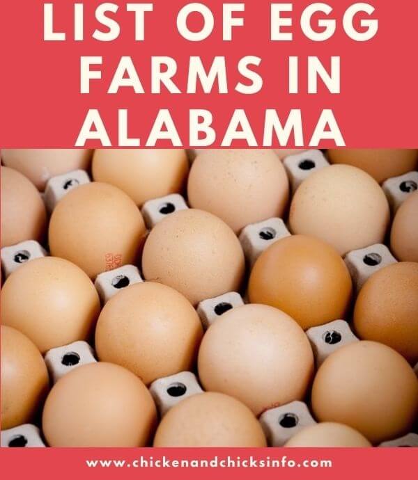 List of Egg Farms in Alabama Eggs For Sale Near You! Chicken