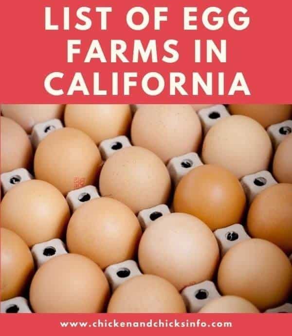 Egg Farms in California