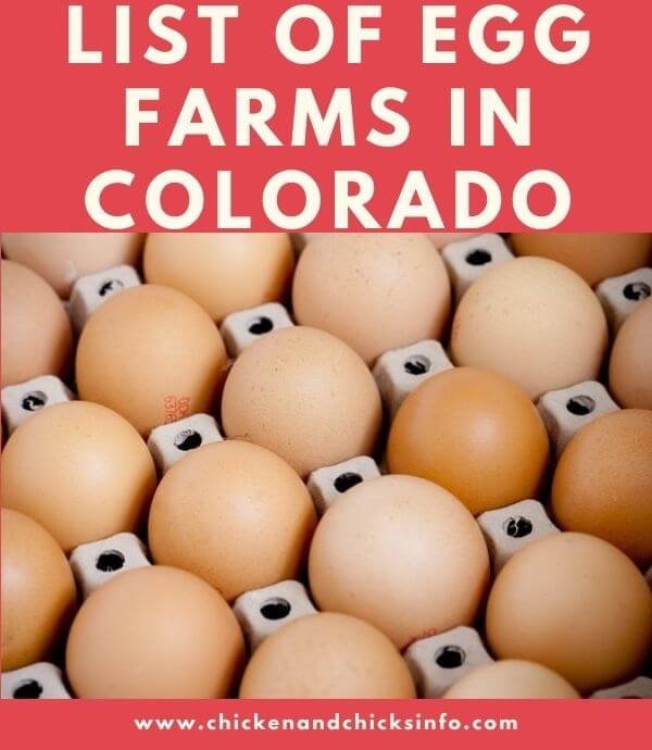 Egg Farms in Colorado