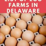Egg Farms in Delaware