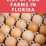 Egg Farms in Florida