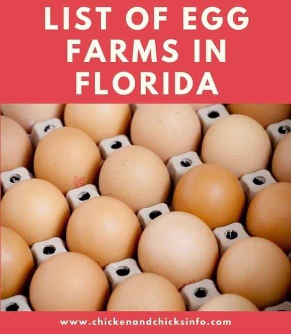 Egg Farms in Florida