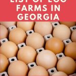 Egg Farms in Georgia