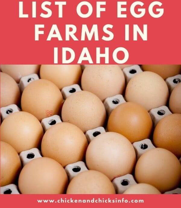 List of Egg Farms in Idaho Egg Suppliers and Farmers Near You