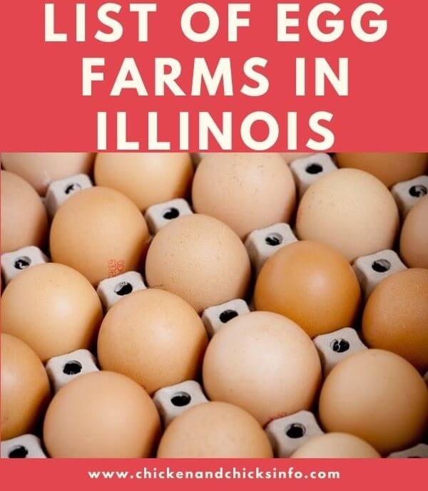 List of Egg Farms in Illinois Find Eggs for Sale Near You! Chicken