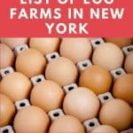 Egg Farms in New York