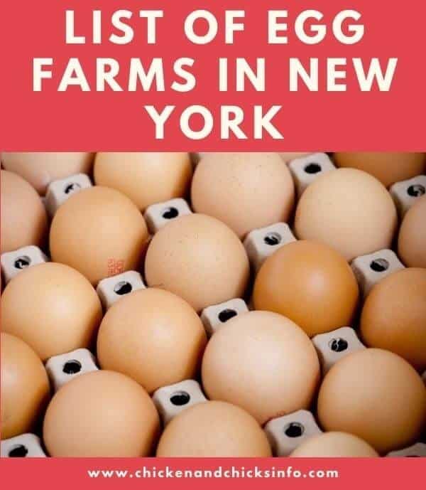 Egg Farms in New York