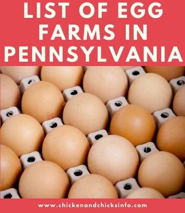 Egg Farms in Pennsylvania