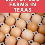 Egg Farms in Texas