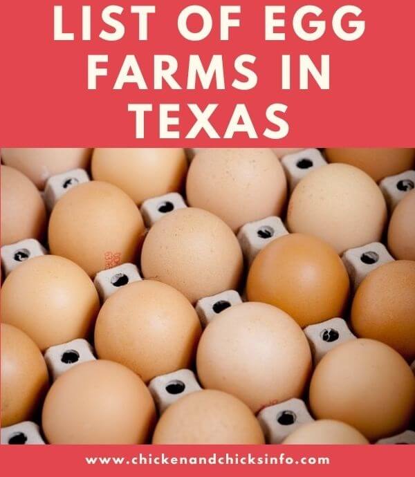 Egg Farms in Texas